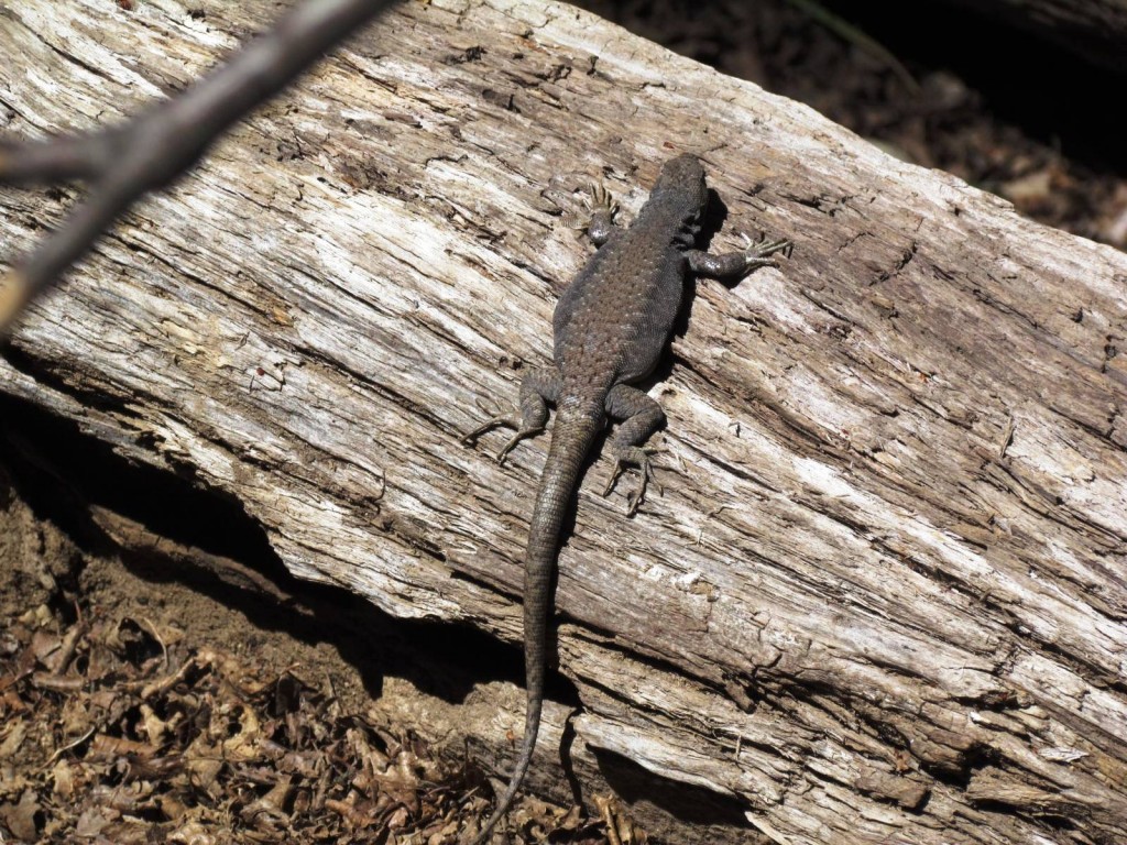 Foto: Ascenso al Enladrillado - Vilches (Maule), Chile