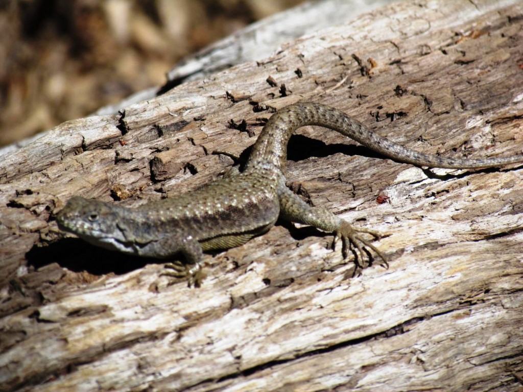 Foto: Ascenso al Enladrillado - Vilches (Maule), Chile