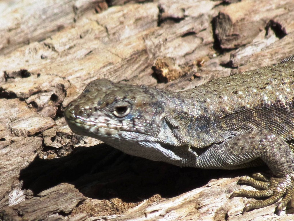 Foto: Ascenso al Enladrillado - Vilches (Maule), Chile