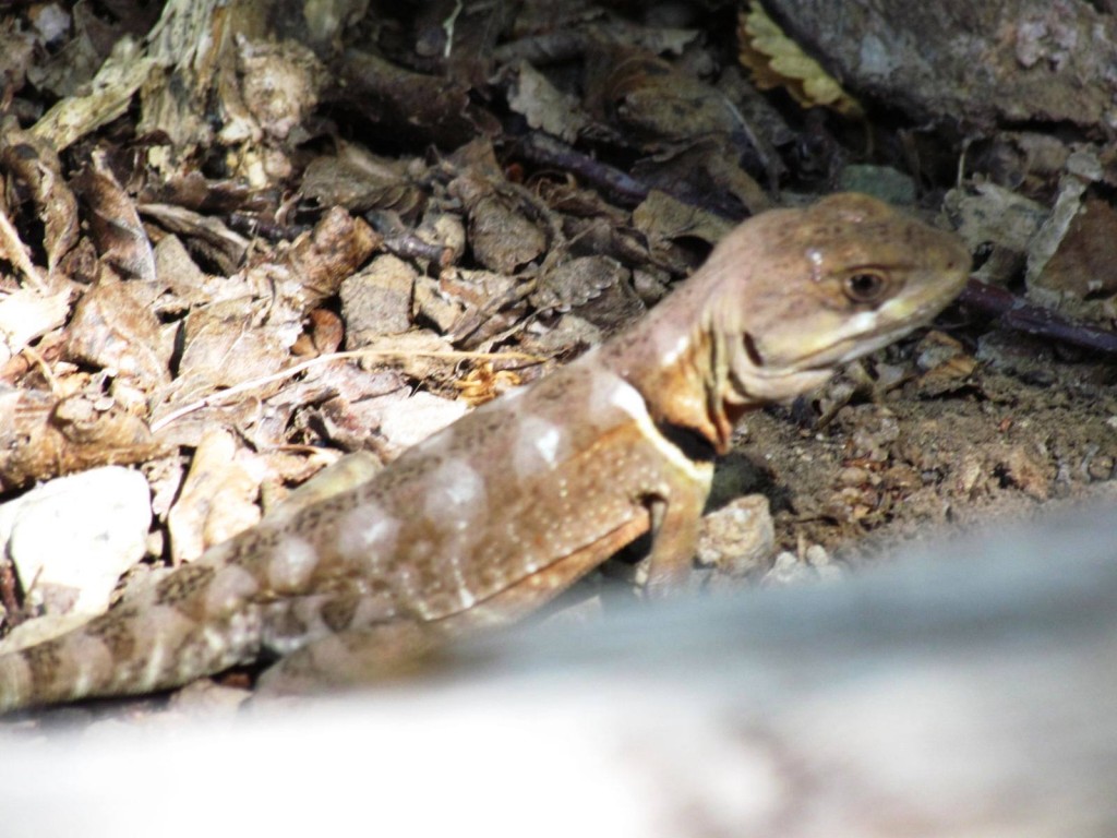 Foto: Ascenso al Enladrillado - Vilches (Maule), Chile