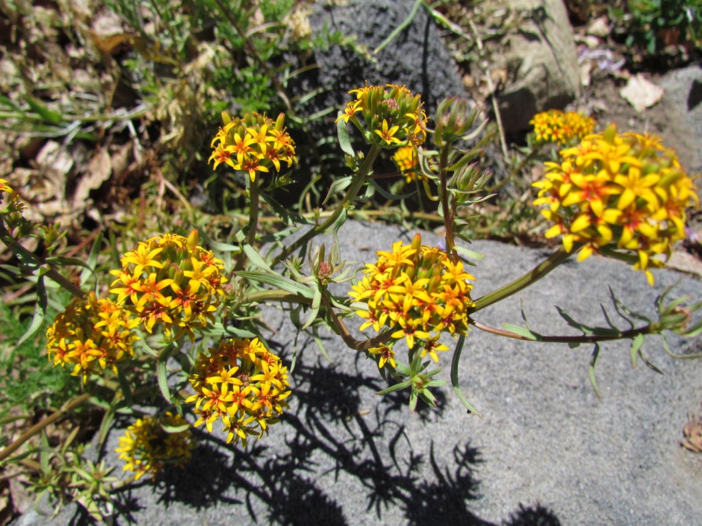 Foto: Ascenso al Enladrillado - Vilches (Maule), Chile