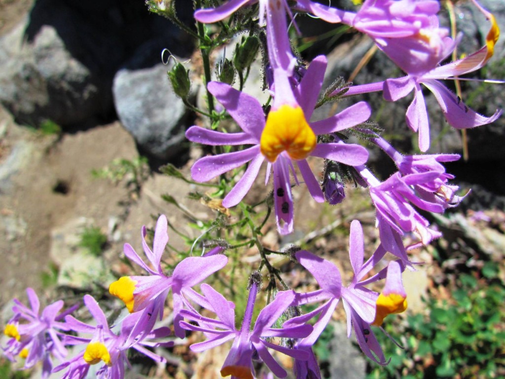 Foto: Ascenso al Enladrillado - Vilches (Maule), Chile