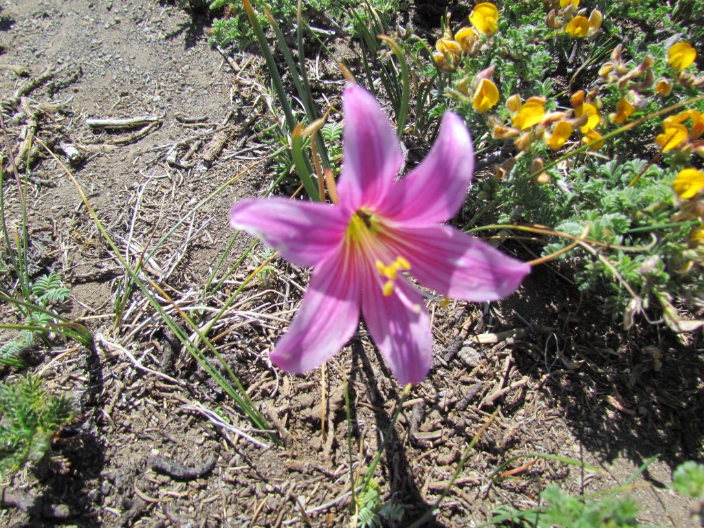 Foto: Cumbre del Enladrillado - Vilches (Maule), Chile