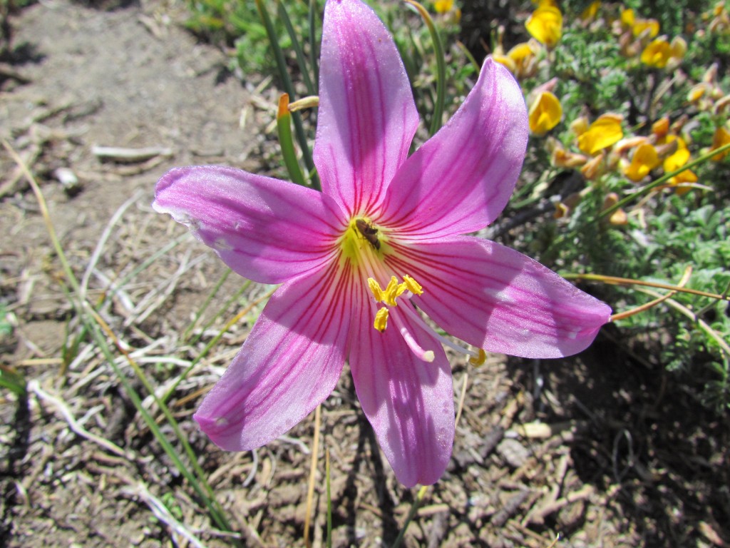 Foto: Cumbre del Enladrillado - Vilches (Maule), Chile