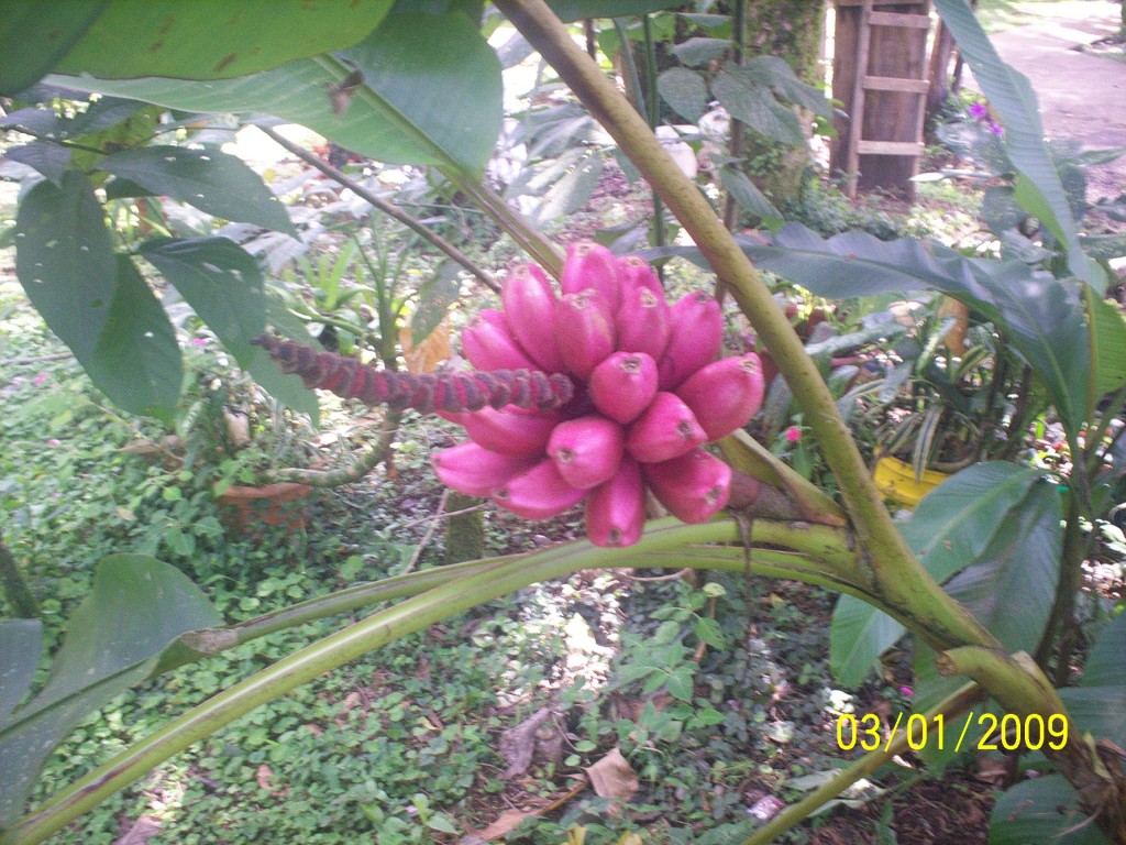 Foto: Aguas Zarcas - Aguas Zarcas (Alajuela), Costa Rica