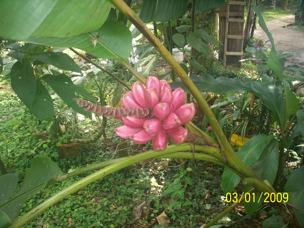 Foto: Aguas Zarcas - Aguas Zarcas (Alajuela), Costa Rica
