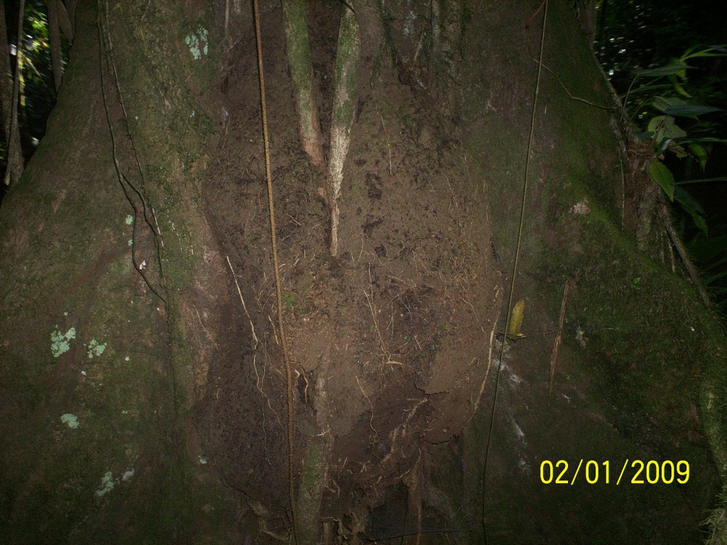 Foto: Aguas Zarcas - Aguas Zarcas (Alajuela), Costa Rica