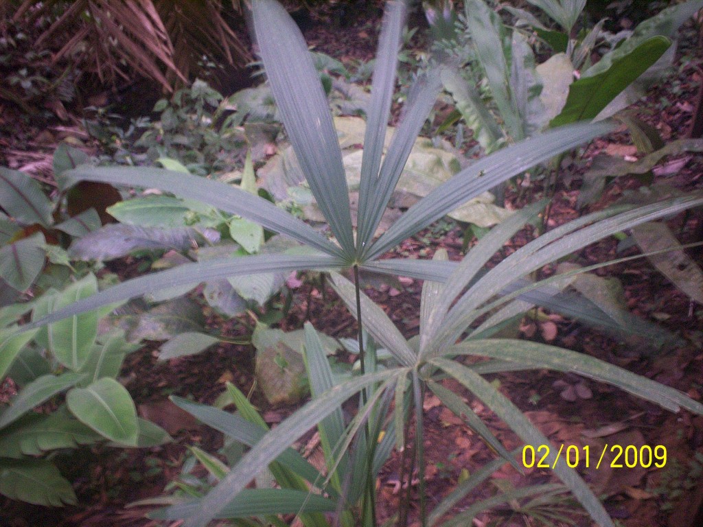Foto: Aguas Termales - Aguas Zarcas (Alajuela), Costa Rica