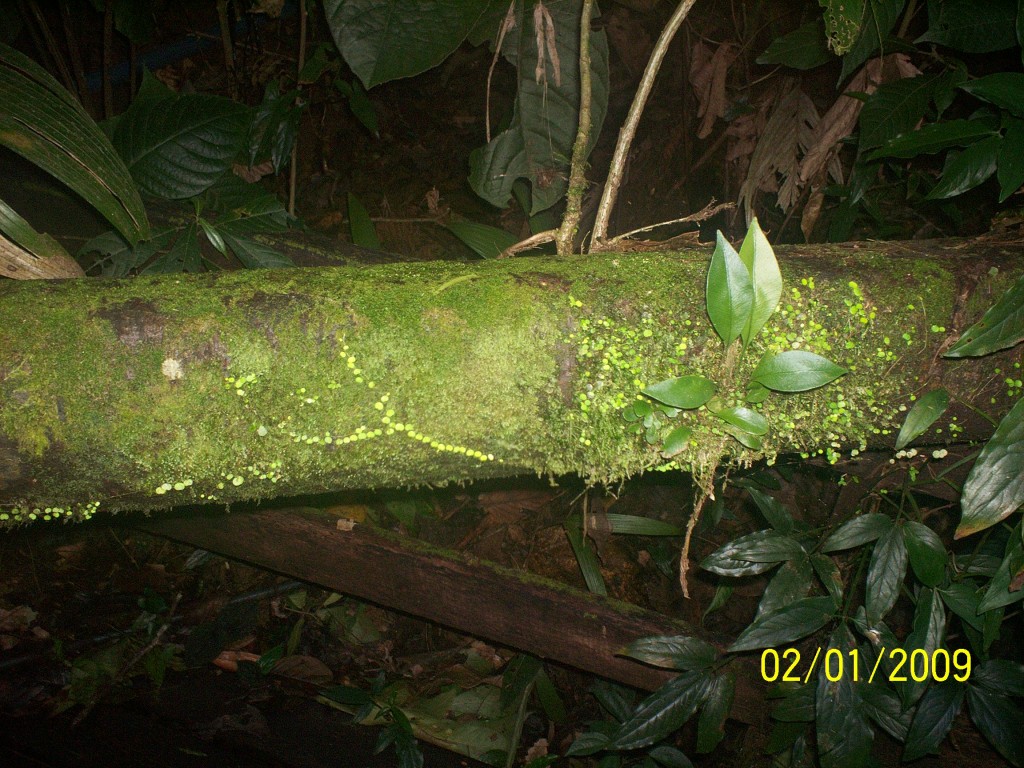 Foto: Atardecer En El Bosque - Aguas Zarcas (Alajuela), Costa Rica