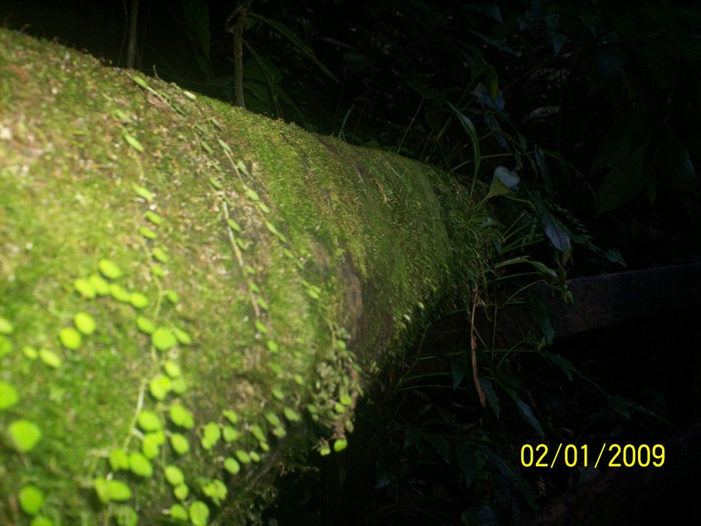 Foto: Atardecer En El Bosque - Aguas Zarcas (Alajuela), Costa Rica