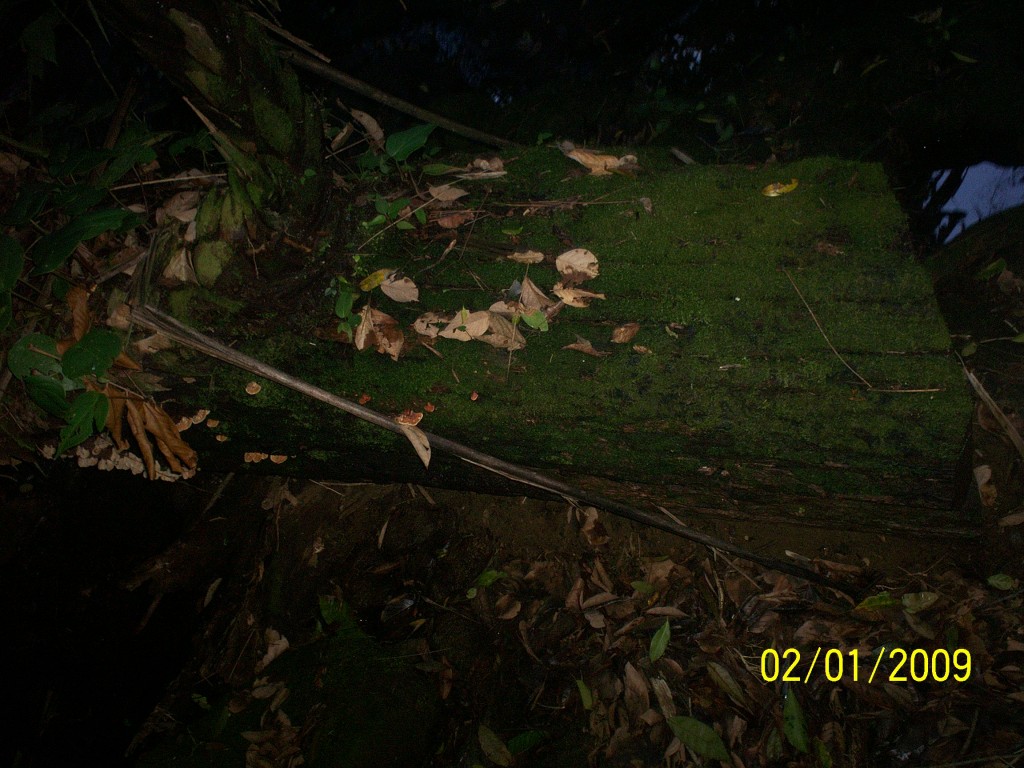 Foto: Aguas Zarcas - Aguas Zarcas (Alajuela), Costa Rica