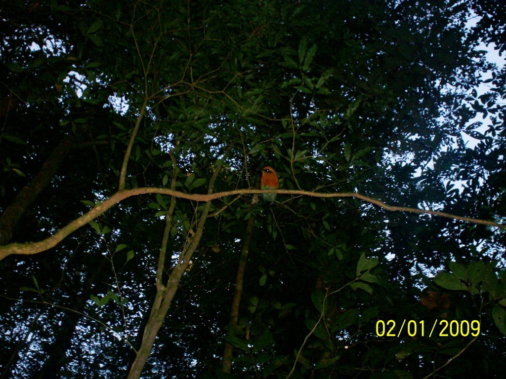 Foto: Aguas Zarcas - Aguas Zarcas (Alajuela), Costa Rica