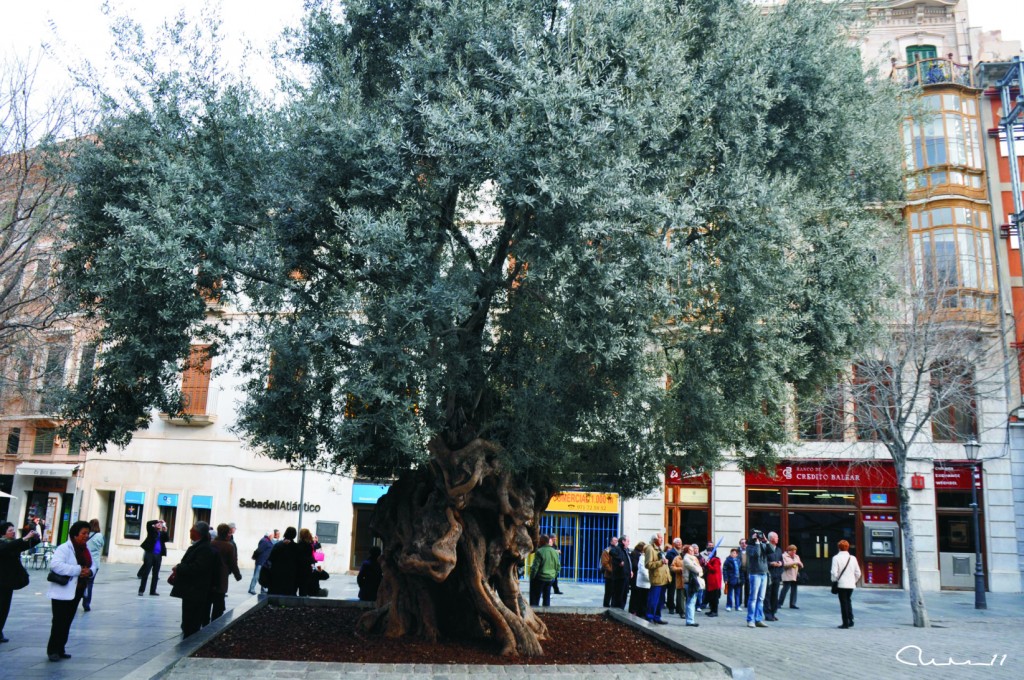 Foto: Olivo - Palma de Mallorca (Illes Balears), España