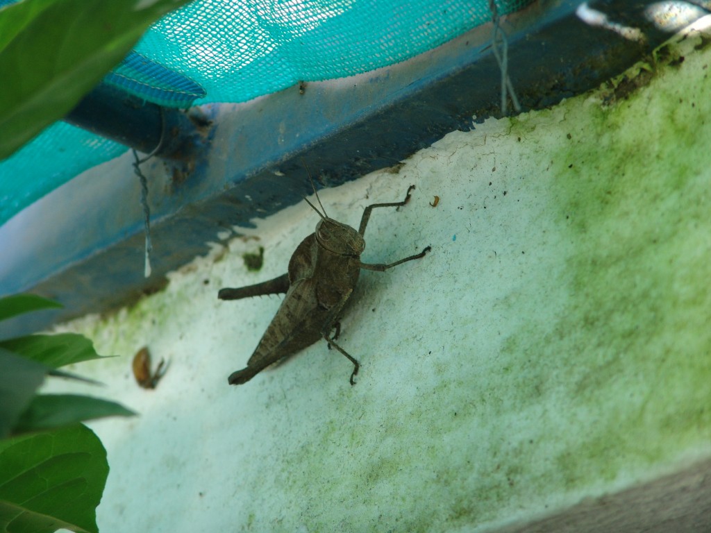 Foto de Tapachula (Chiapas), México