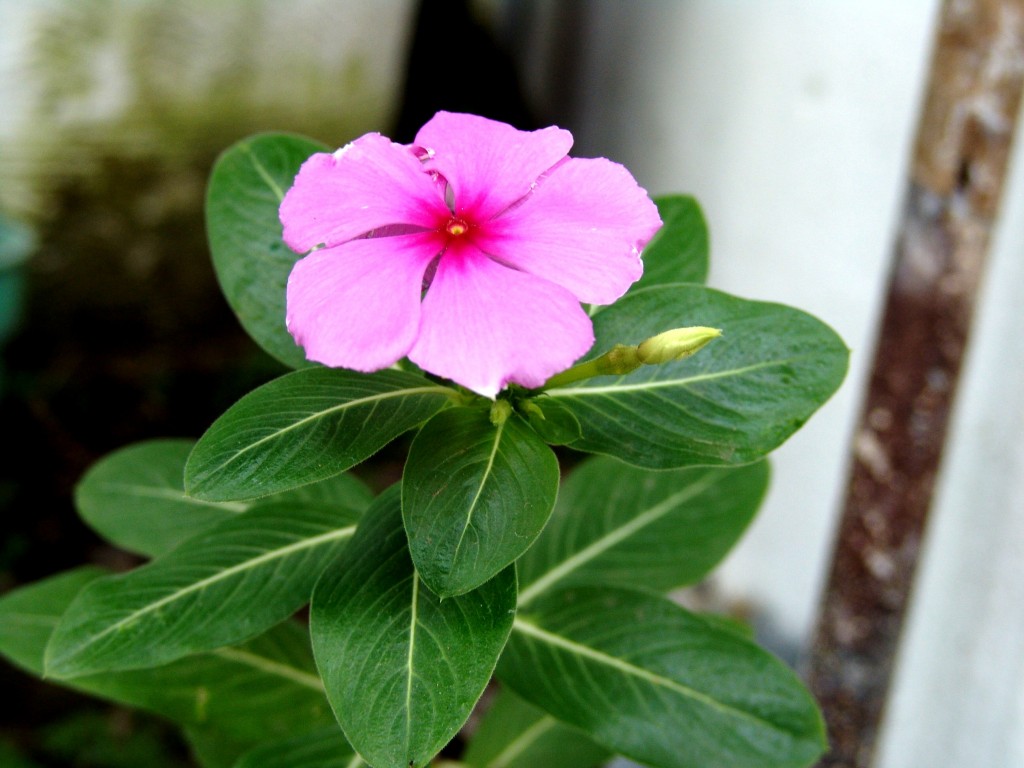 Foto de Tapachula (Chiapas), México
