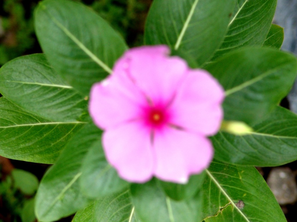Foto de Tapachula (Chiapas), México
