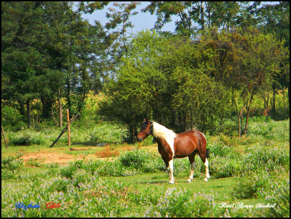 Foto: Apache - Lo Miranda (Libertador General Bernardo OʼHiggins), Chile