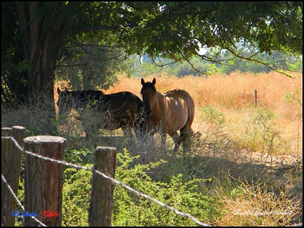 Foto: Caballos bajo la sombra - Alhué (Región Metropolitana), Chile