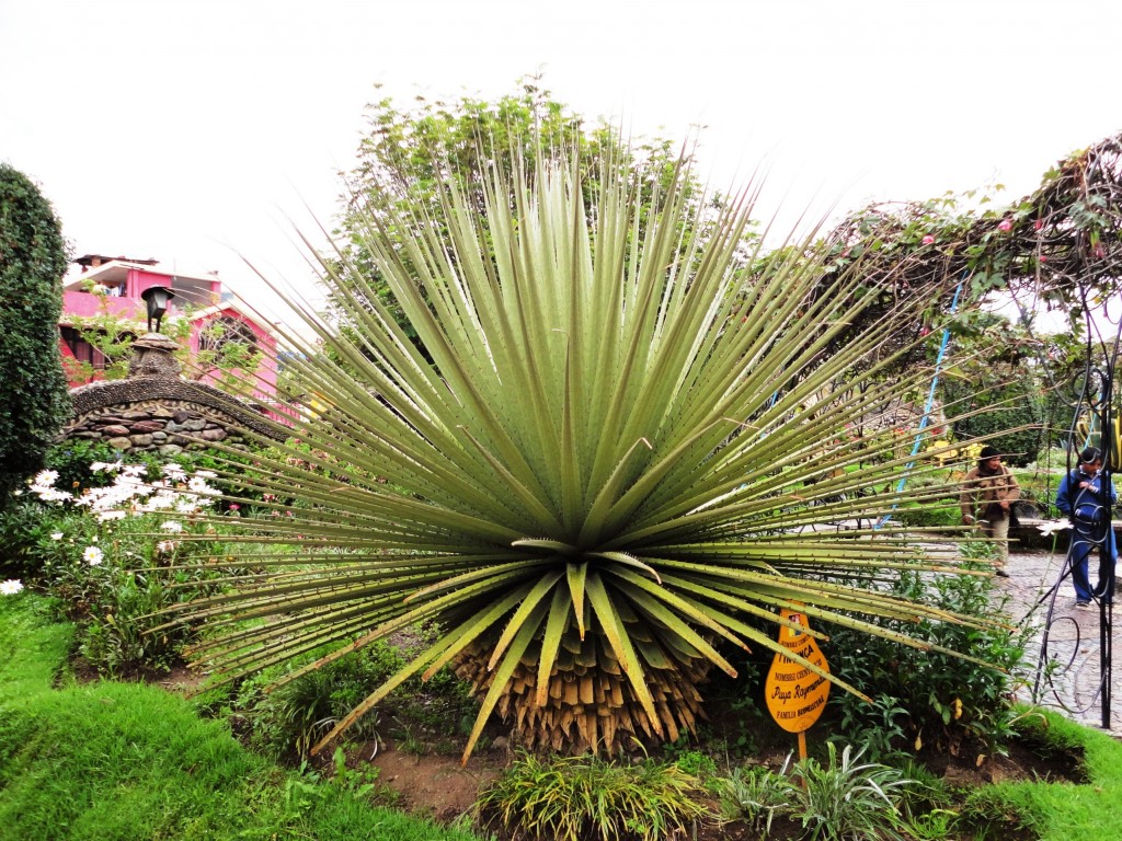 Foto: Hermoso Catus - Huancayo (Junín), Perú