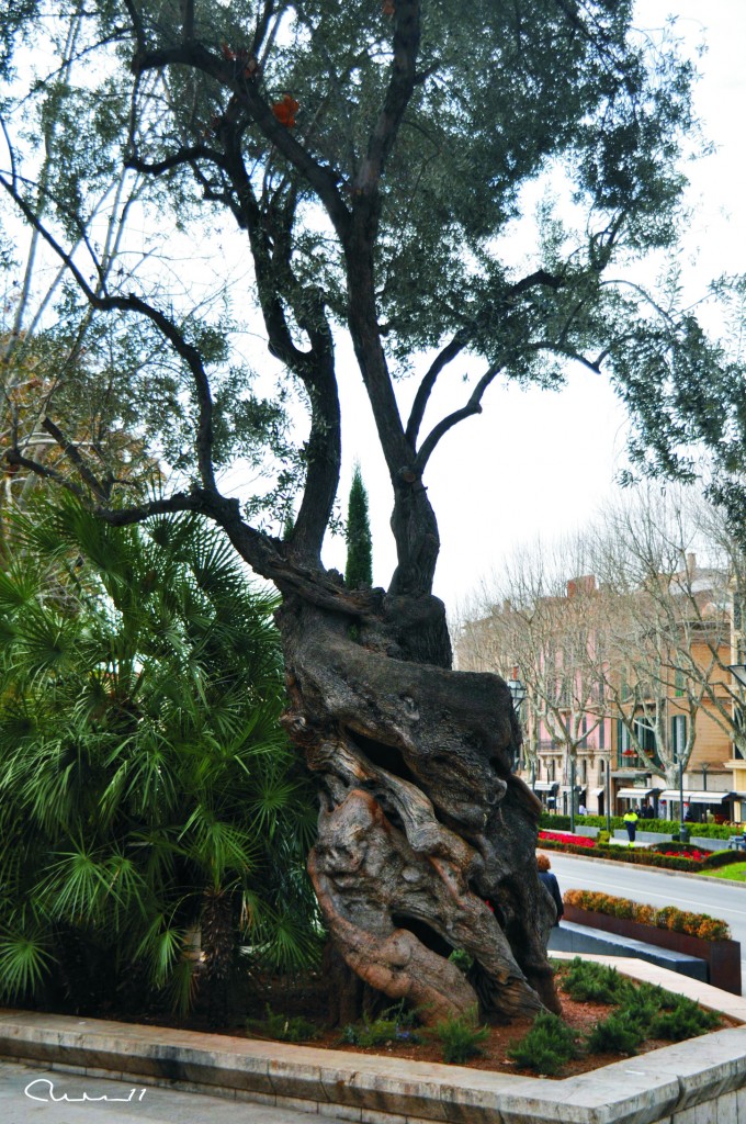 Foto: Olivo - Palma de Mallorca (Illes Balears), España