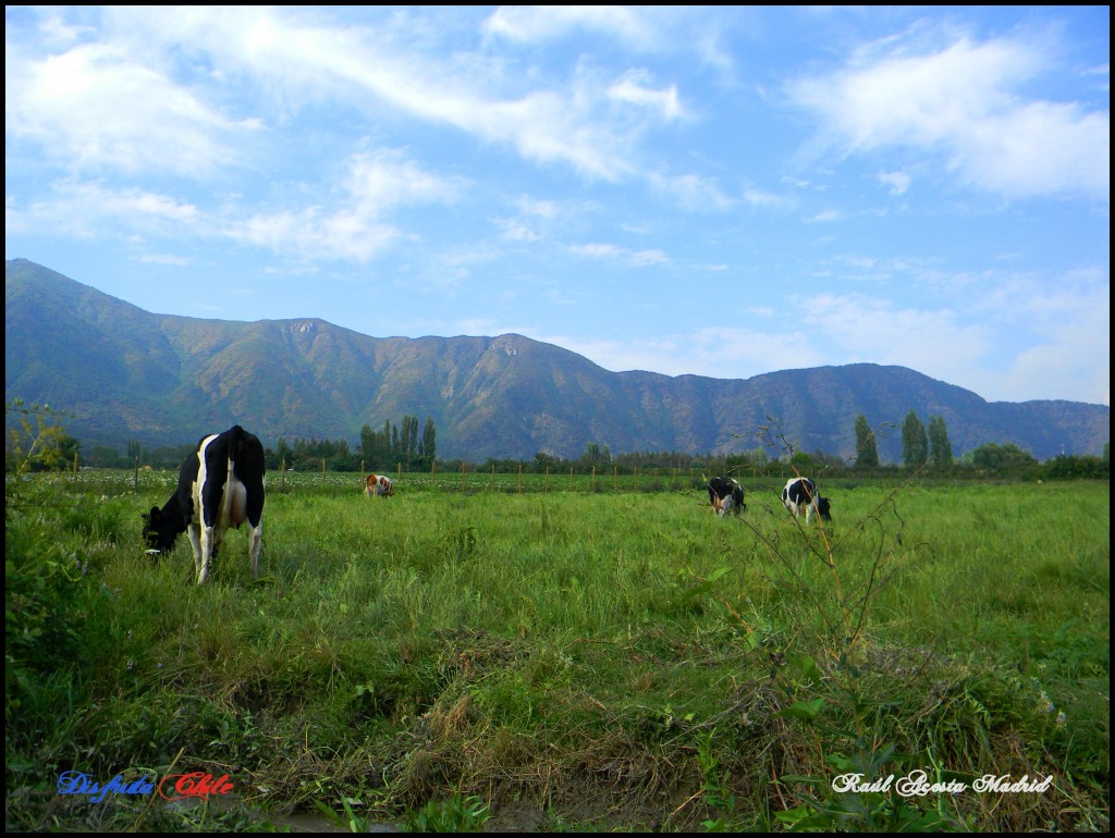 Foto: Paisajes - Lo Miranda (Libertador General Bernardo OʼHiggins), Chile