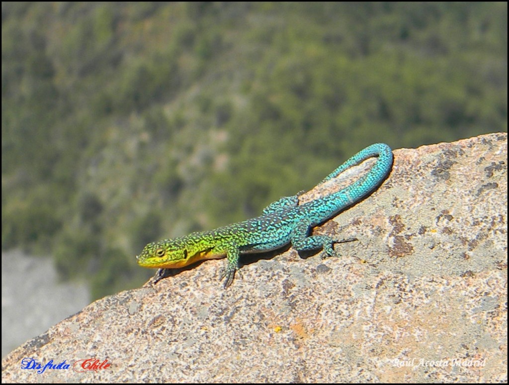 Foto: Colorida Lagartija - Lo Miranda (Libertador General Bernardo OʼHiggins), Chile