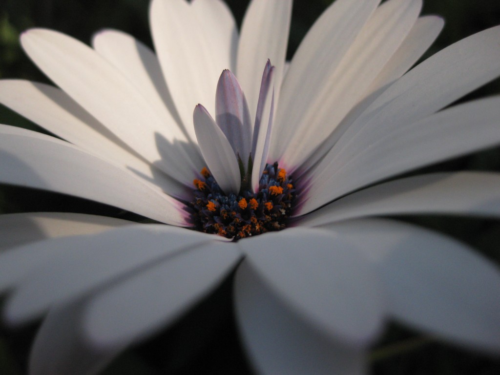 Foto: Margaritra, etalle - Almería (Andalucía), España