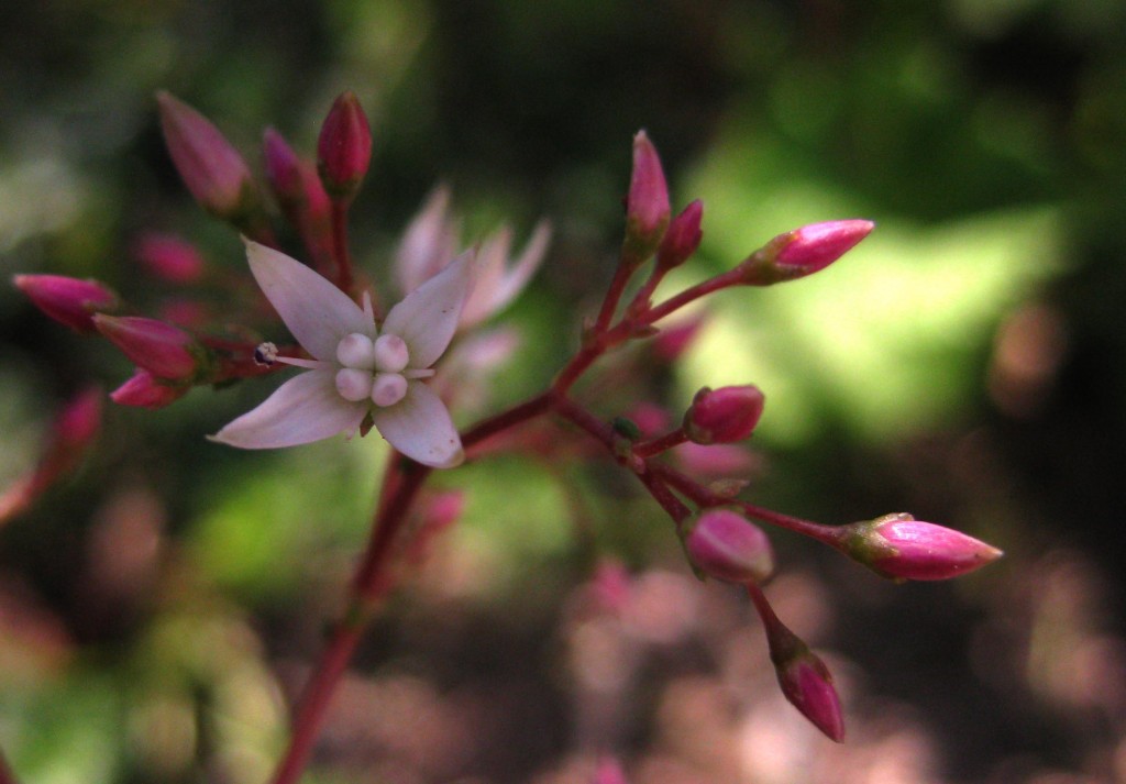 Foto: Flor de Cactus - Almería (Andalucía), España