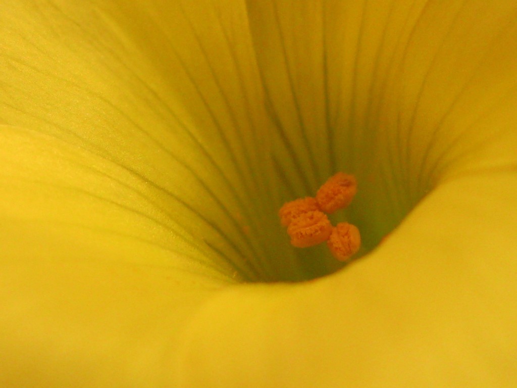 Foto: campanilla, detalle - Almería (Andalucía), España