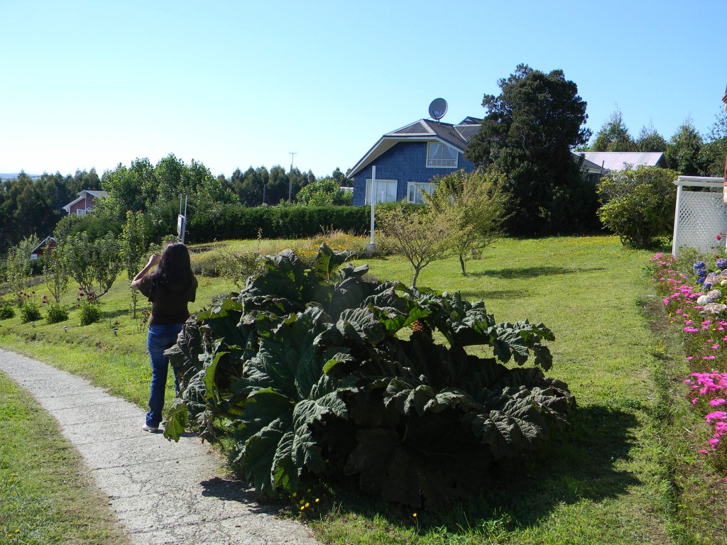 Foto: Nalca - Ancud, Chile
