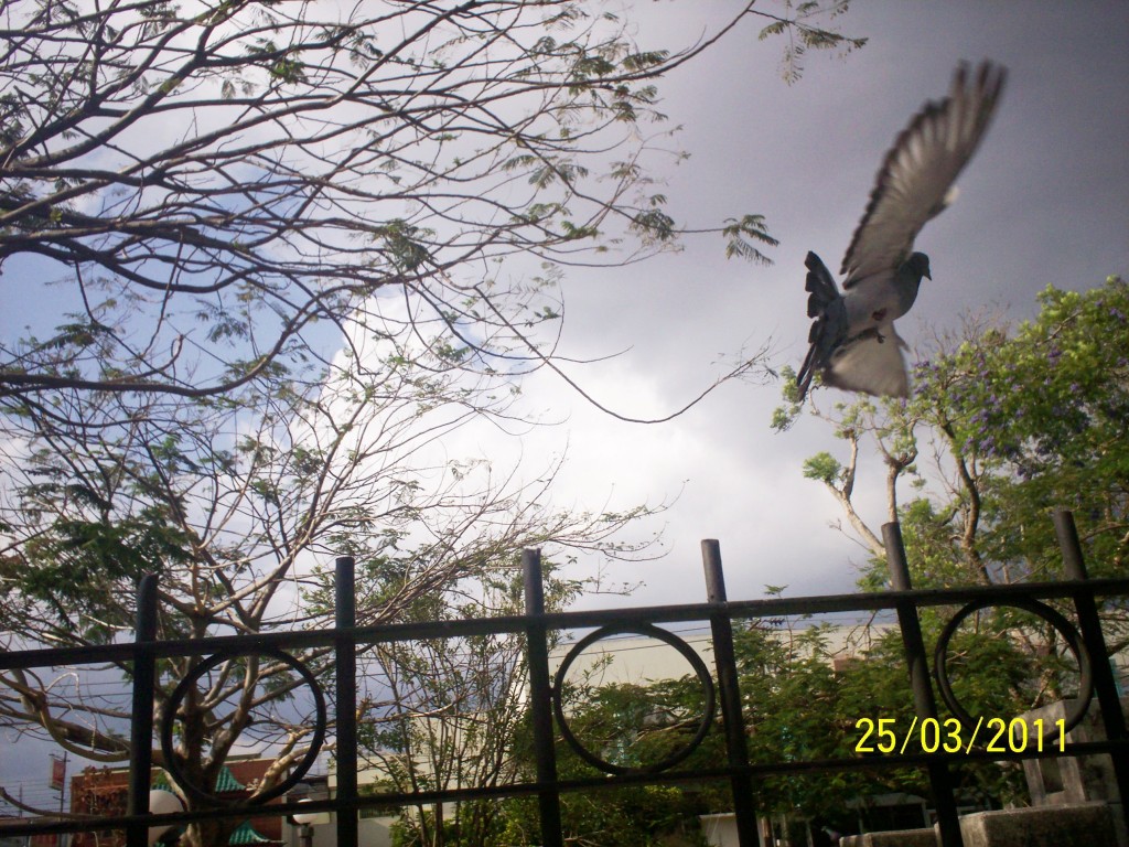 Foto: LOS ANGELES HERDIA - Heredia, Centro (Heredia), Costa Rica