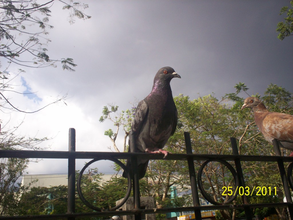Foto de Heredia, Centro (Heredia), Costa Rica