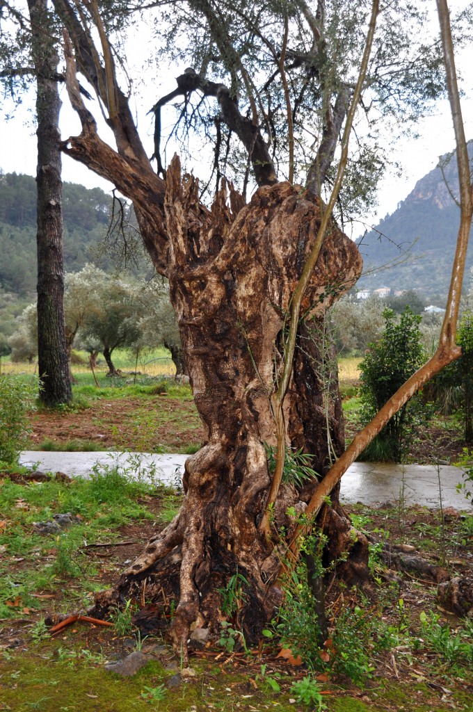 Foto: Jardines - Bunyola (Illes Balears), España