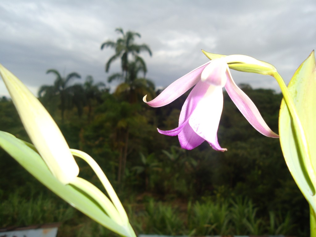 Foto: Orquídea silvestre - Shell (Pastaza), Ecuador