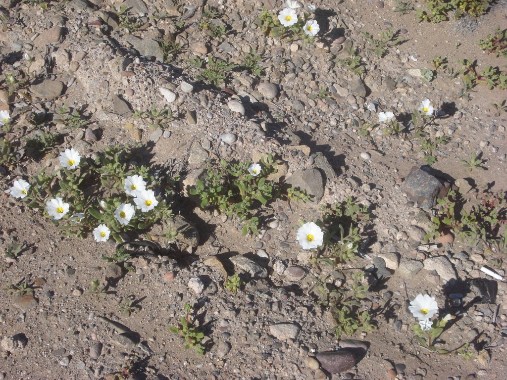 Foto: Piedras Y Flores - Caldera (Atacama), Chile