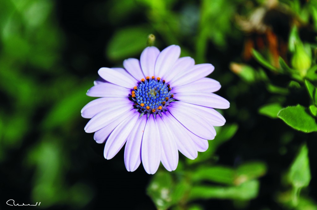 Foto: Flor - Palma de Mallorca (Illes Balears), España