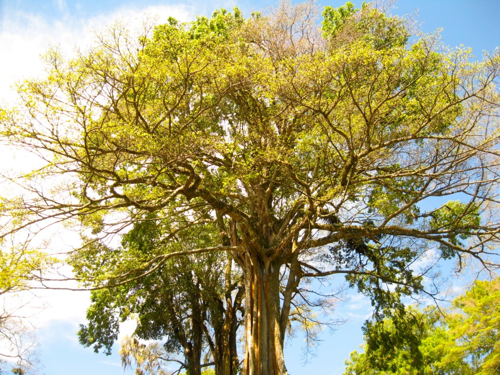 Foto: Ficus - Matagalpa, Nicaragua