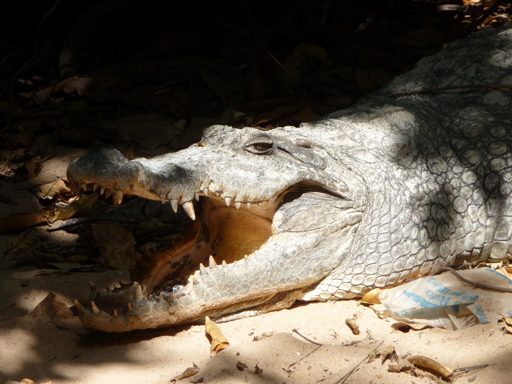 Foto de Katchicali, Gambia