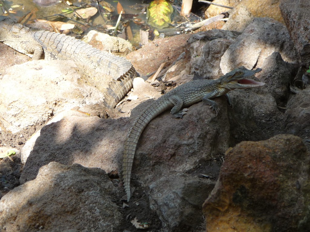 Foto de Katchicali, Gambia