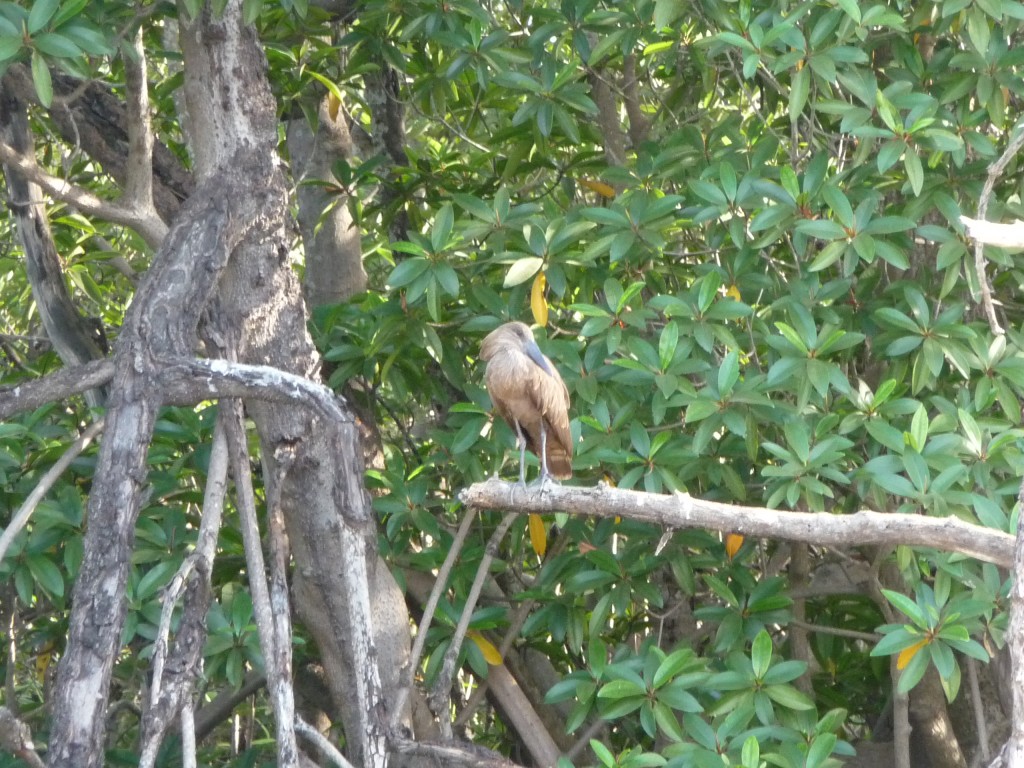 Foto de Tendaba Camp, Gambia