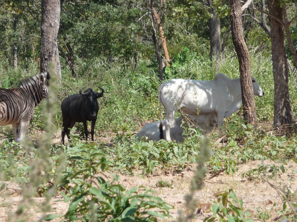 Foto de Sindola, Gambia