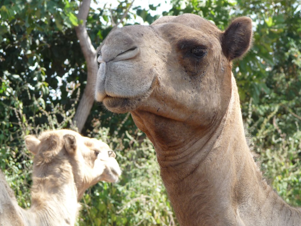 Foto de Sindola, Gambia