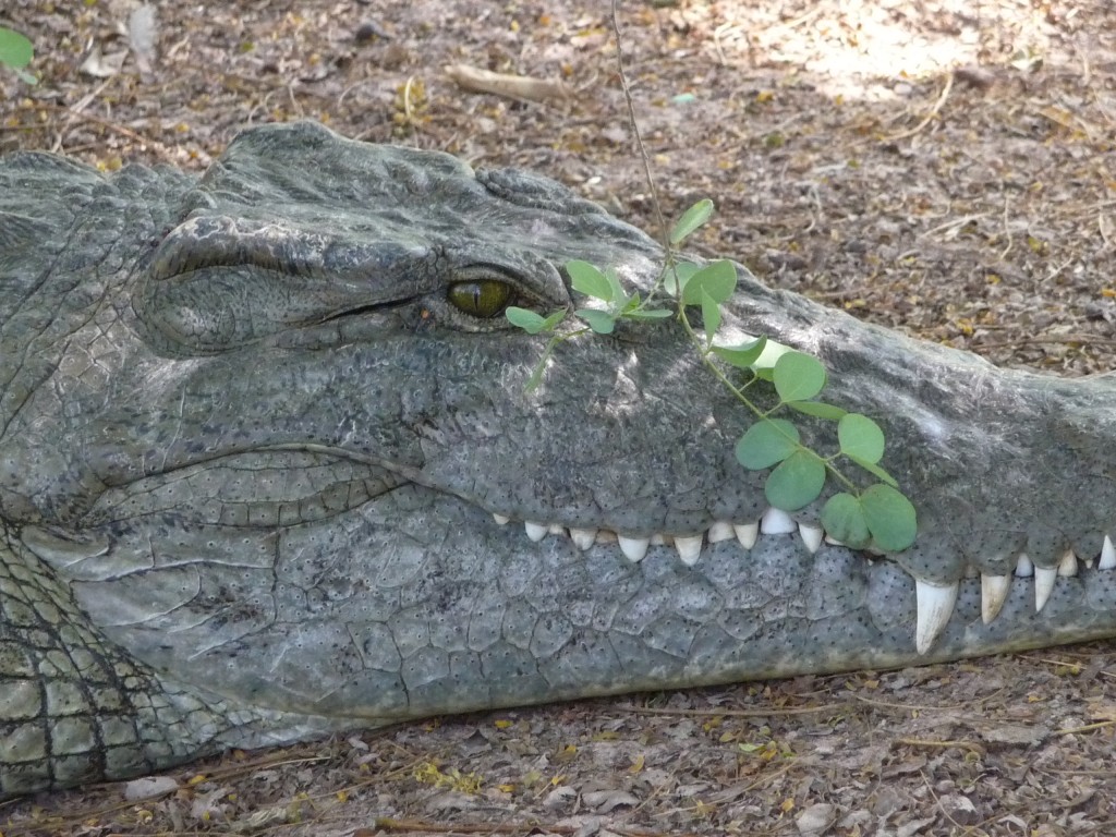 Foto de Sindola, Gambia