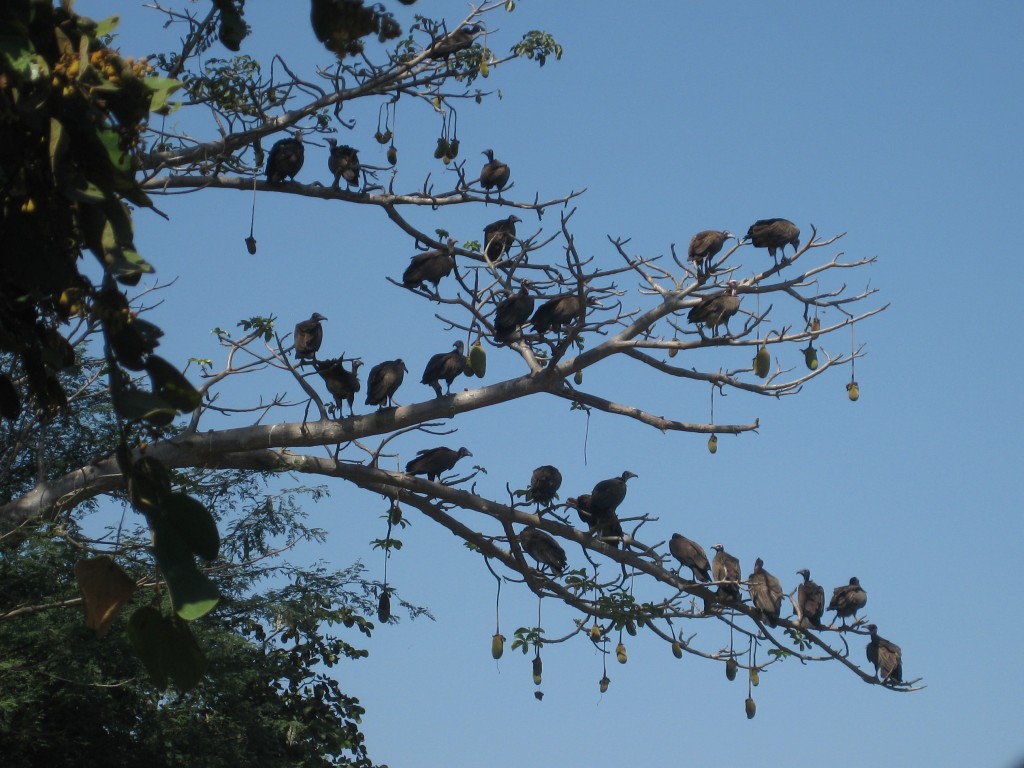 Foto de Sindola, Gambia