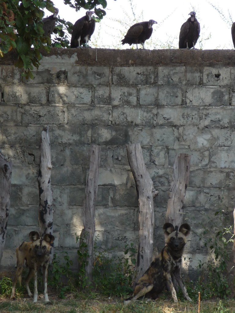 Foto de Sindola, Gambia