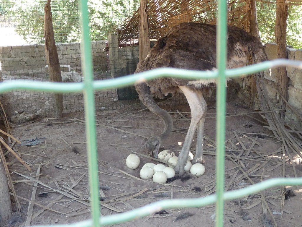 Foto de Sindola, Gambia