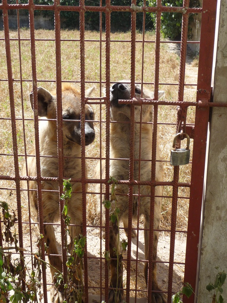 Foto de Sindola, Gambia