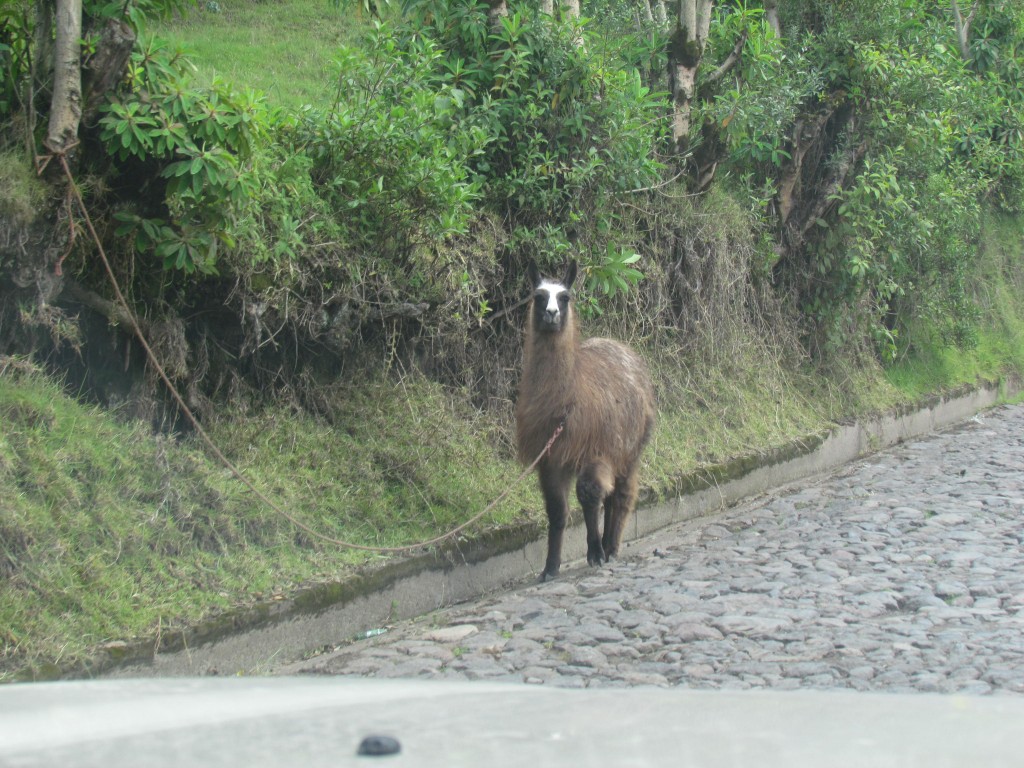 Foto de Cotopaxi, Ecuador