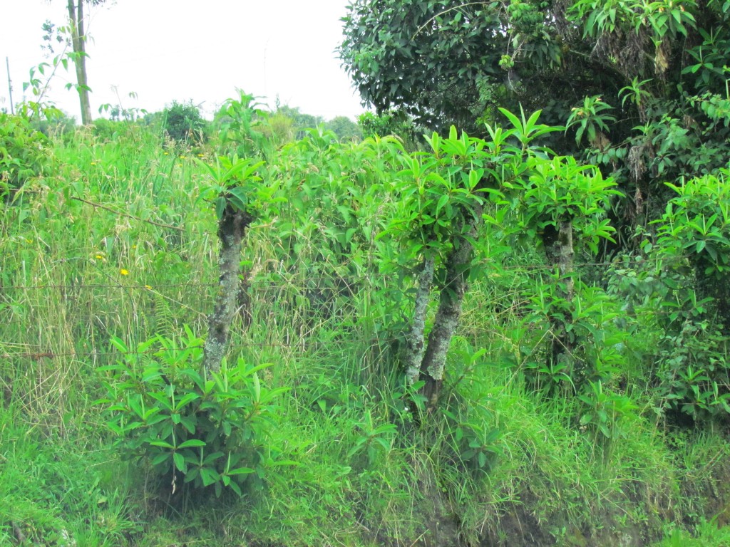 Foto de Cotopaxi, Ecuador