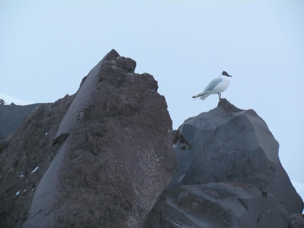 Foto de Cotopaxi, Ecuador